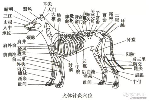 狗穴|狗的穴位图及相关图解(包括针法及适应症)九十四穴